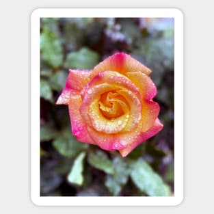 Multicolored Rose in Spring Rain Sticker